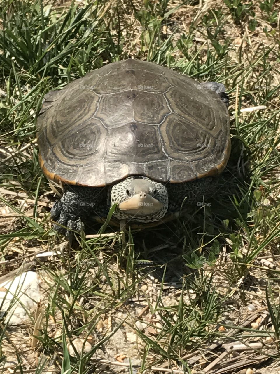 Upclose turtle
