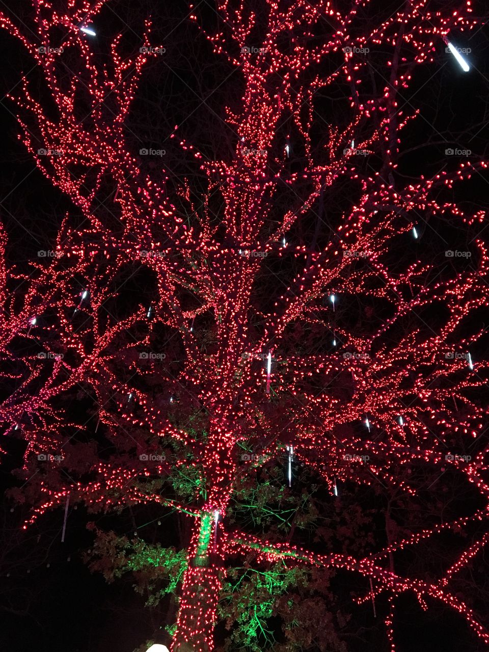 Red Lit Tree