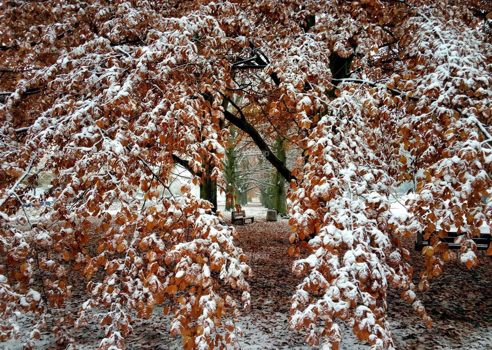 No Person, Nature, Season, Frost, Desktop