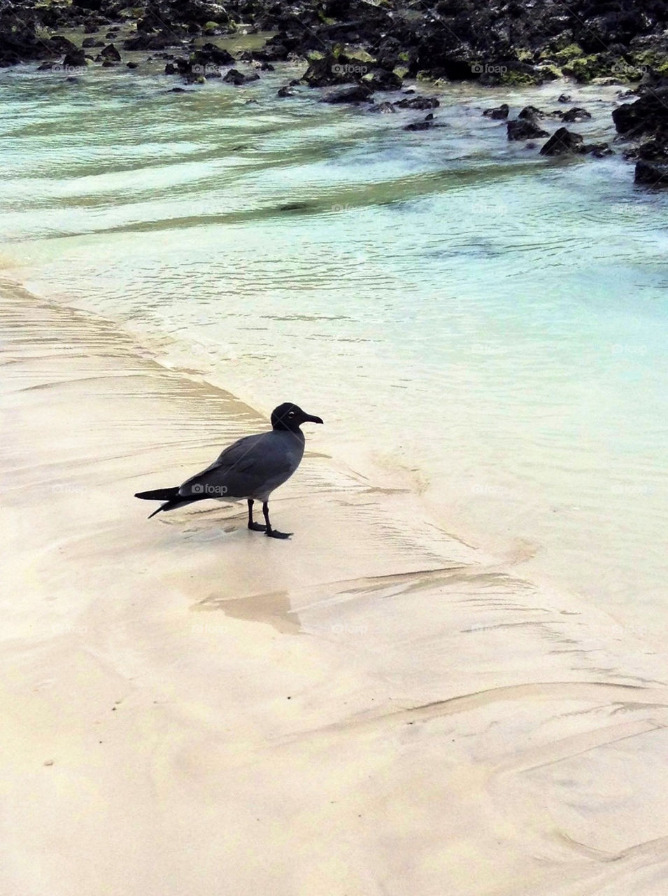 Bird on the beach. Galapagos.