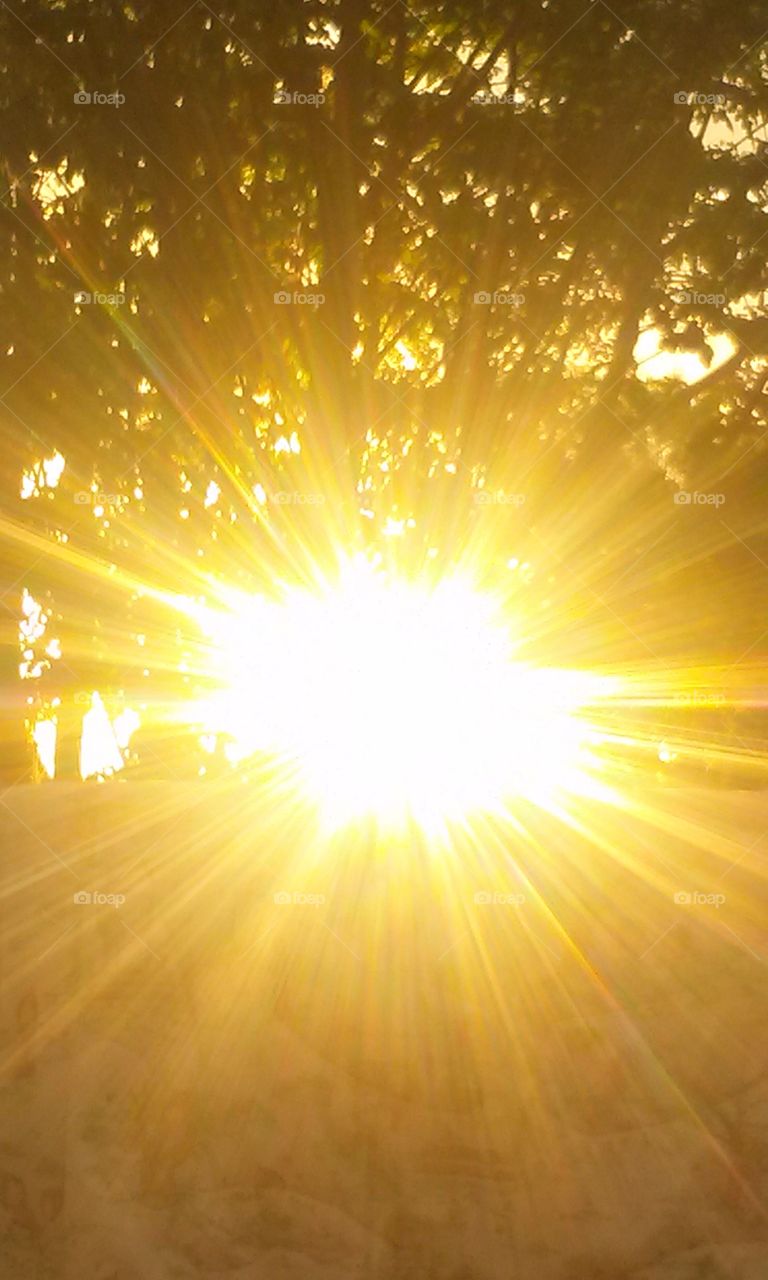 BRIGHT SUNSHINE  !!!!
Bright Sunshine piercing through
The tree so Bright .   Bursting 
Through so very very Bright, 
With Sunbeams bursting along
Throughout the Tree, 
What Light!! With Orange and 
Yellow. Reds, and Whites.
Have you ever seen a Tree
Shine so Very Bright , like ,
A bunch of Headlights all 
In one Light!! My eyes cannot
Even look upon , for very long.
Yet, what a Ray of Rays to 
See if my eyes could look 
Long enough to see what i see.
How good it is to have a camera
With me, from my phone , at
That!!   What Technology !!