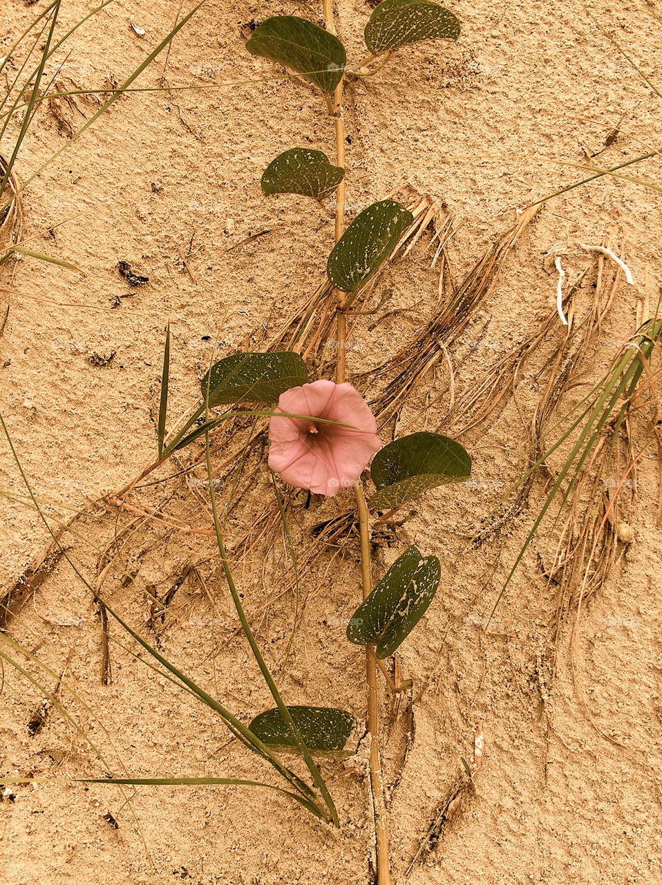 nature plant blossom sand by feerglas