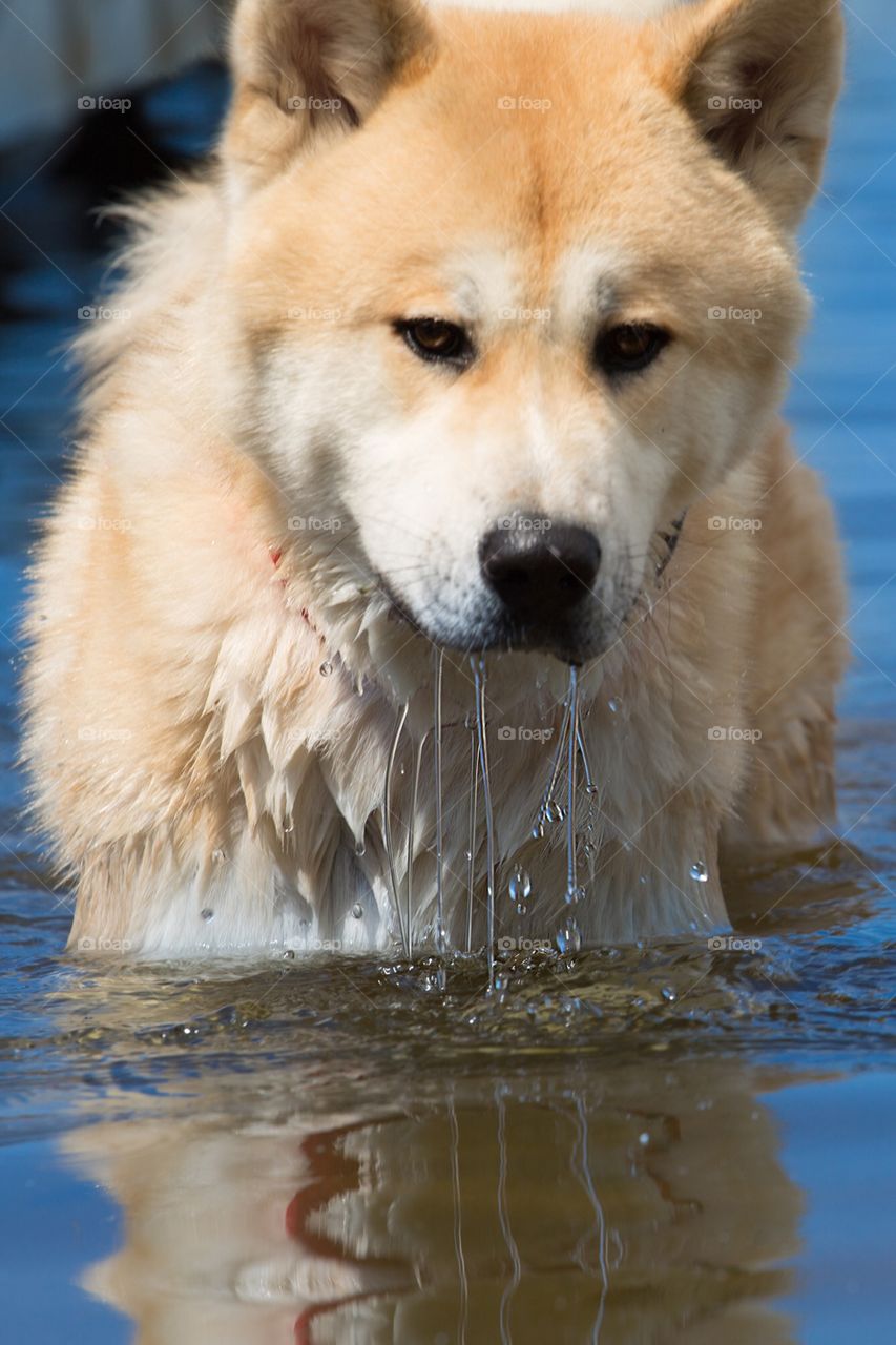 Akita Inu