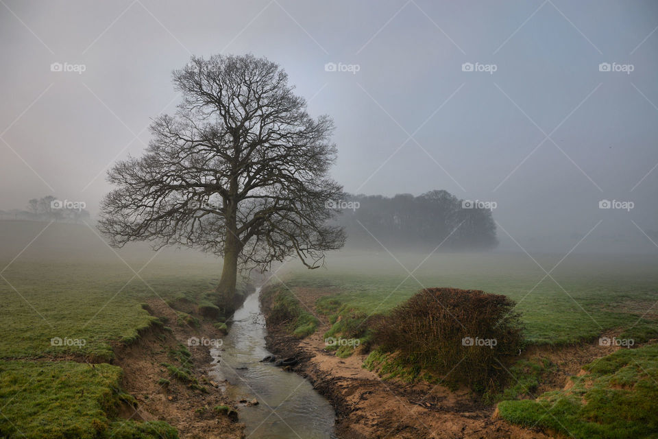 Early spring mist, south of England