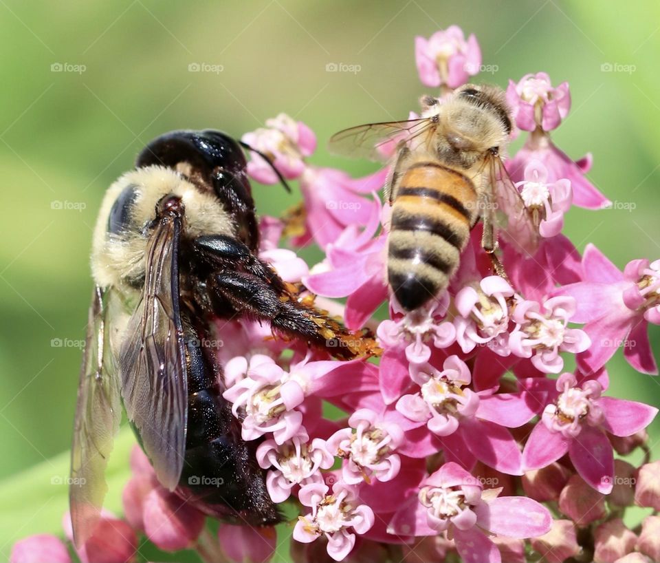 Carpenter bee and honeybee on the same cluster of milkweed flowers