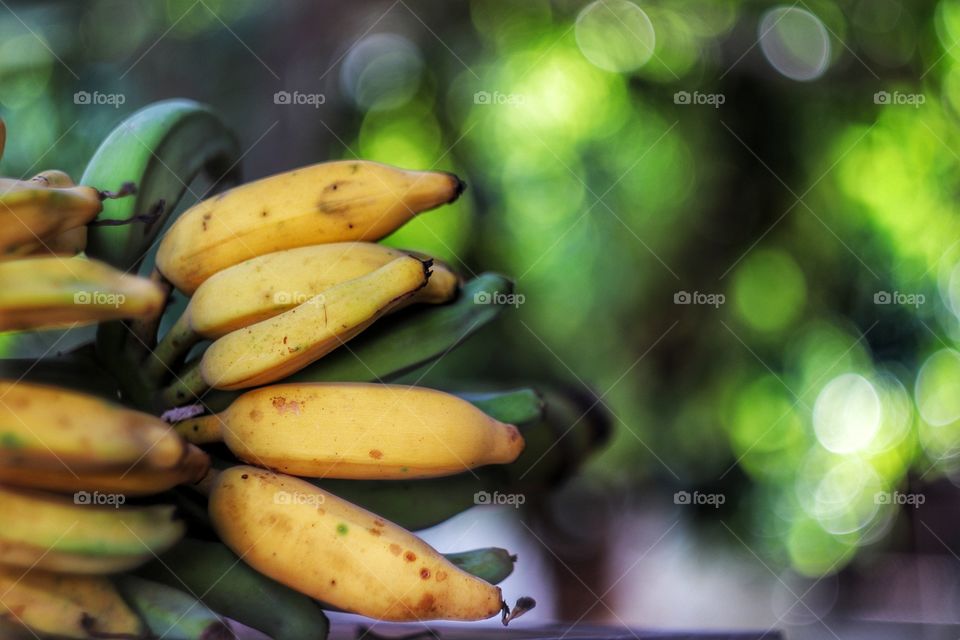 Pisang Awak Banana