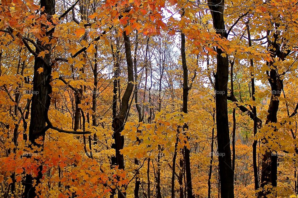 Laurel Highlands, Pennsylvania 