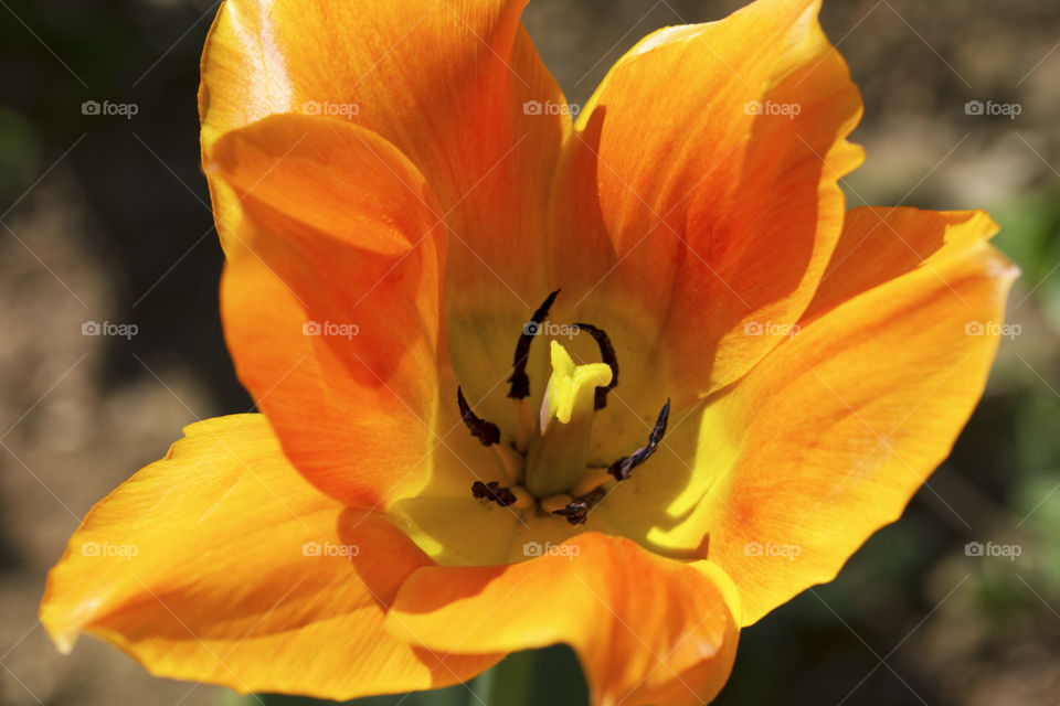 Extremely beautiful orange tulip flower