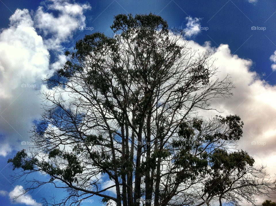 Tree, Landscape, Wood, Nature, Winter