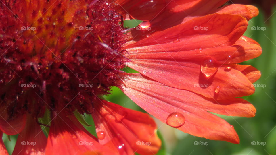 Blanket flower