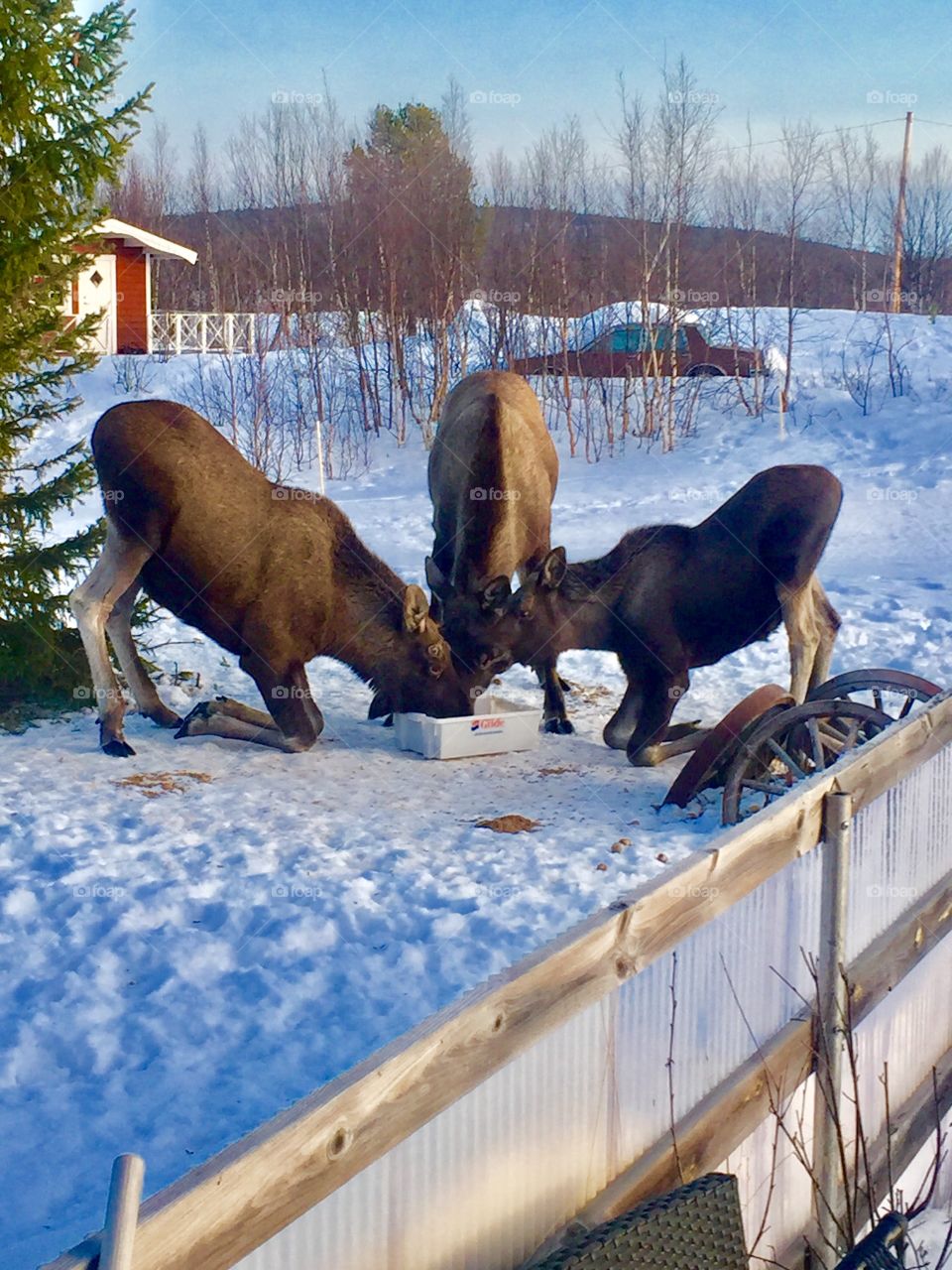 Jänkänalusta, sweden, kiruna kommun
Moose are eating