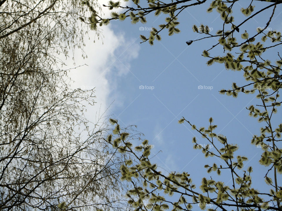 spring time branch trees and blue sky view