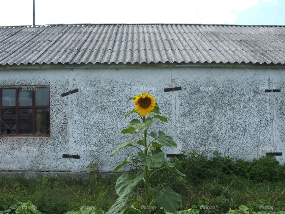 A single yellow flower. Sunflower in Ukraine 