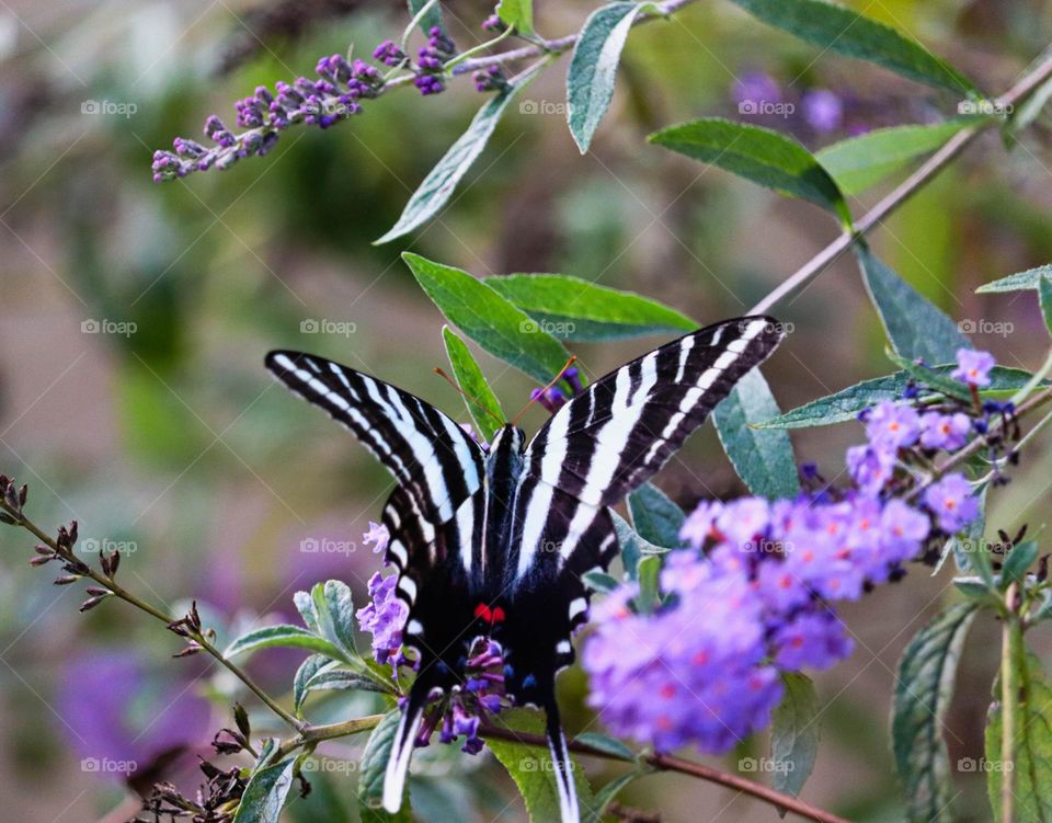 zebra butterfly