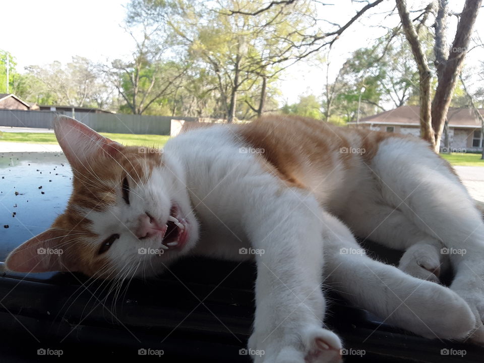 Chatty cat talking to the birds