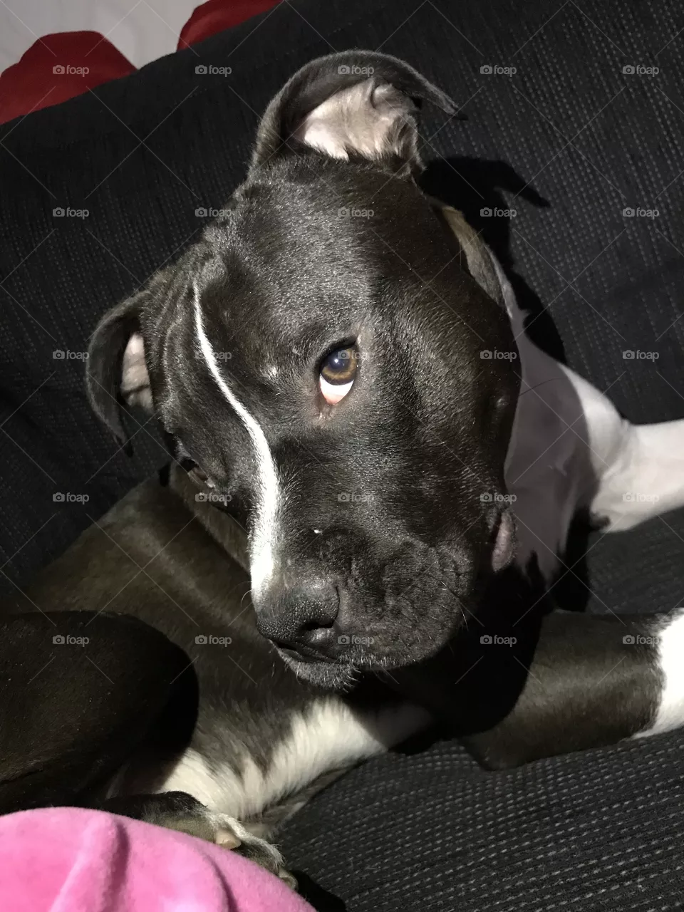 dog
