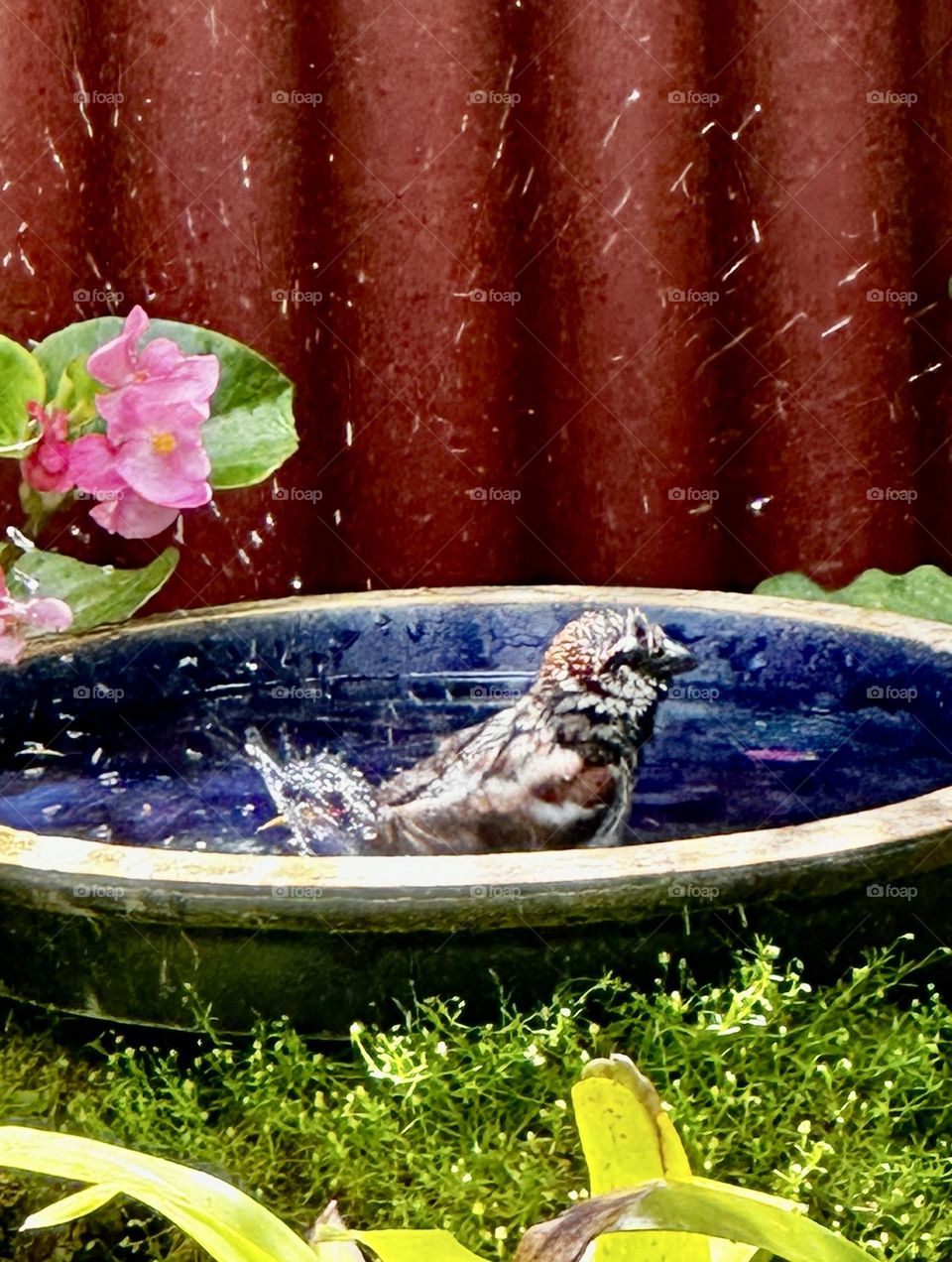 A male Sparrow enjoying a cooldown on a hot New Zealand day