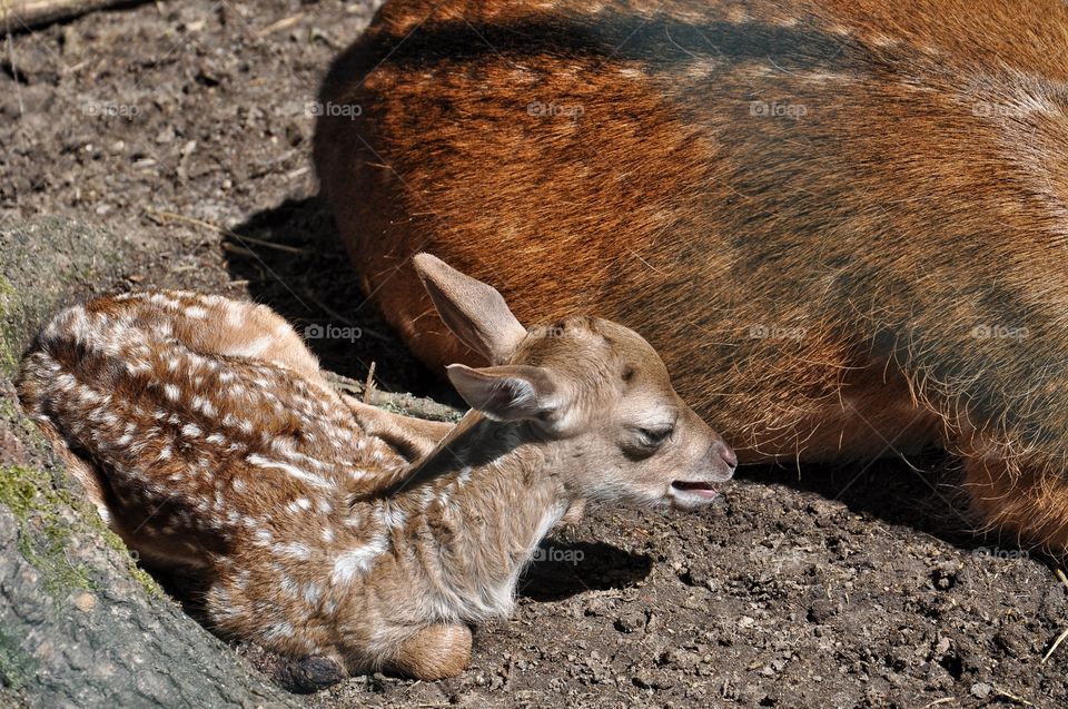 baby deer