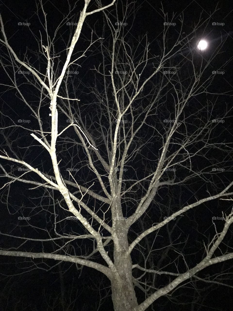 moon and tree 