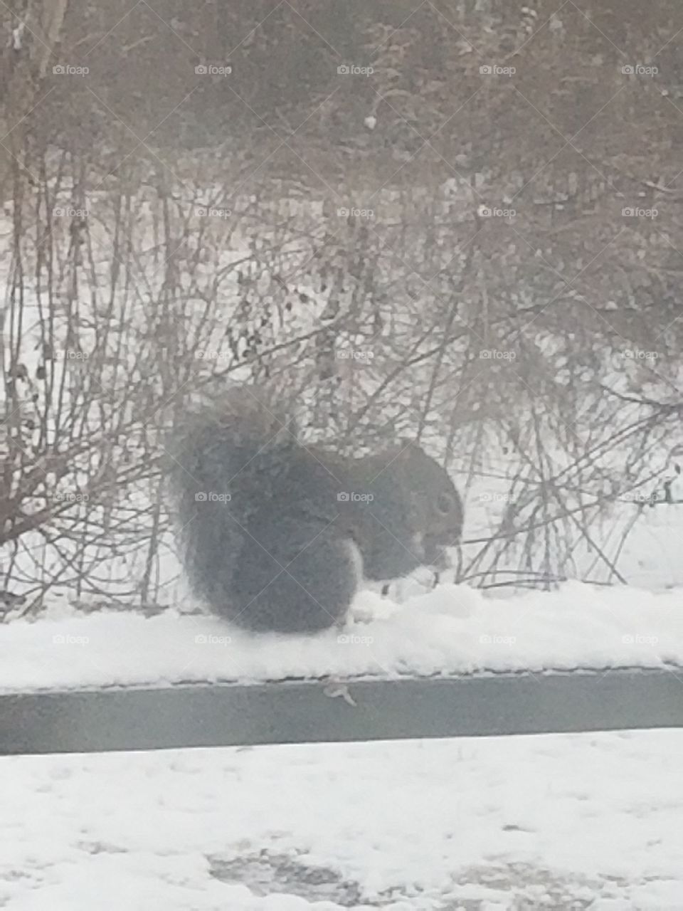 squirrel eating