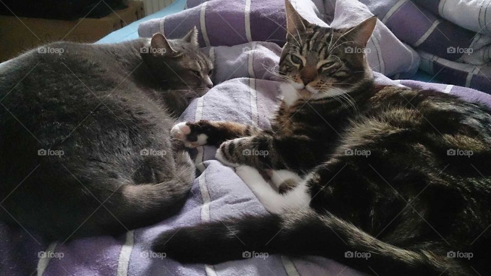 jerry and kitty together