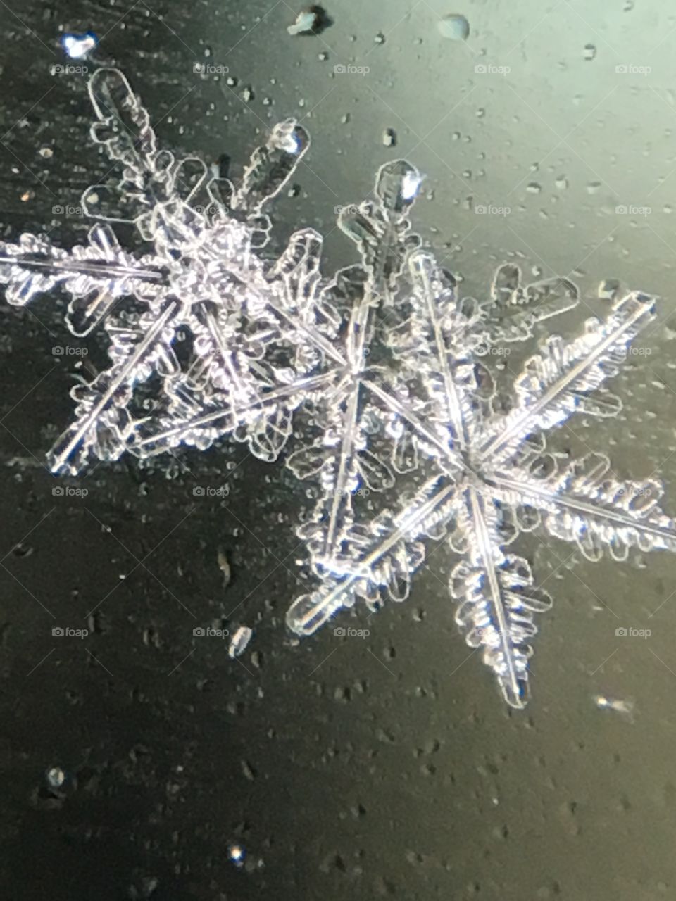 Snowflakes 