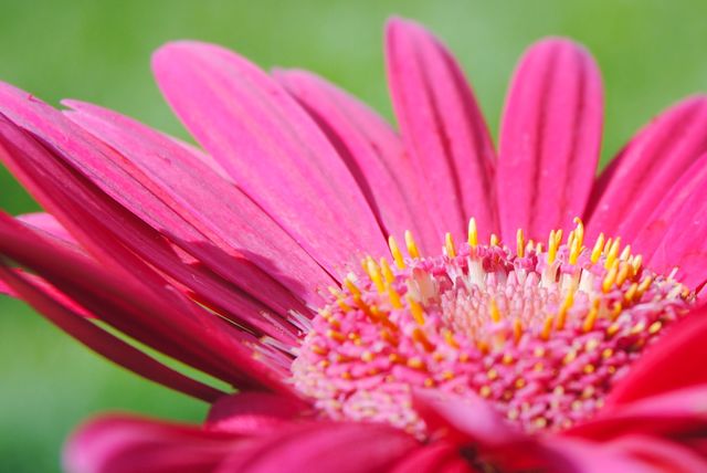 Blooming Daisy