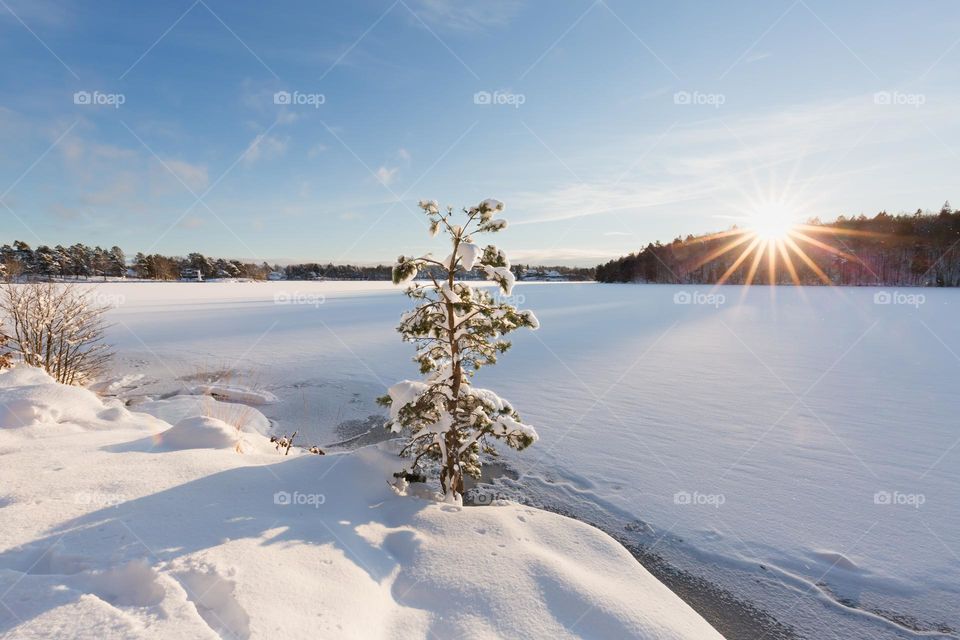 Little fir in deep white snow by a frozen lake on a beautiful cold winter day at sunset 