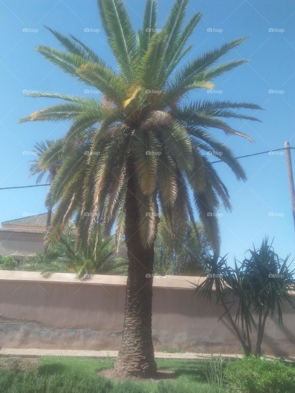 Beautiful palm tree