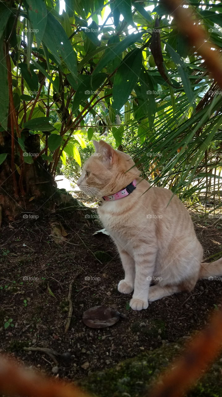 GATO POMAR RURAL