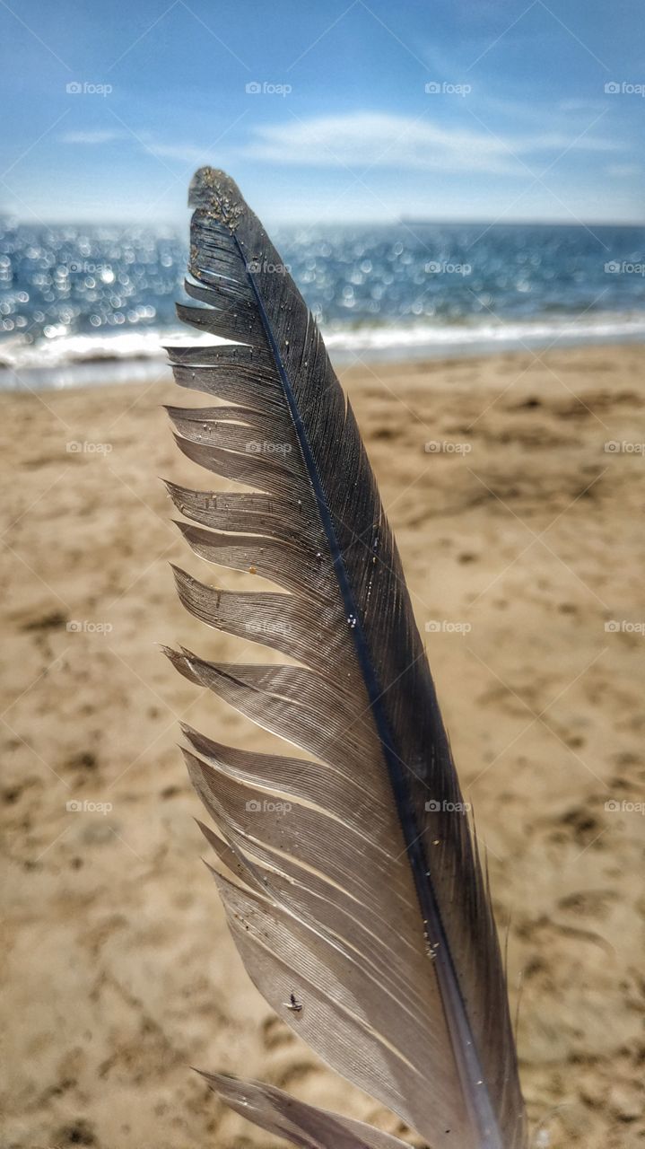Feather at the beach