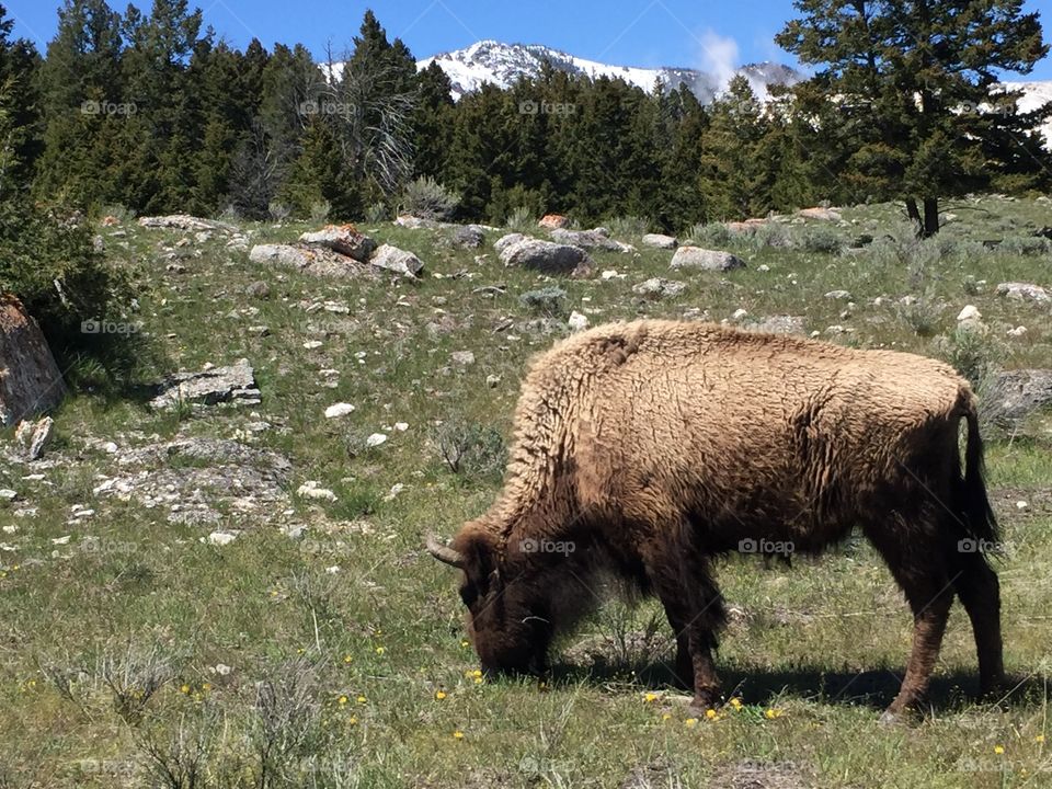 Buffalo grazing