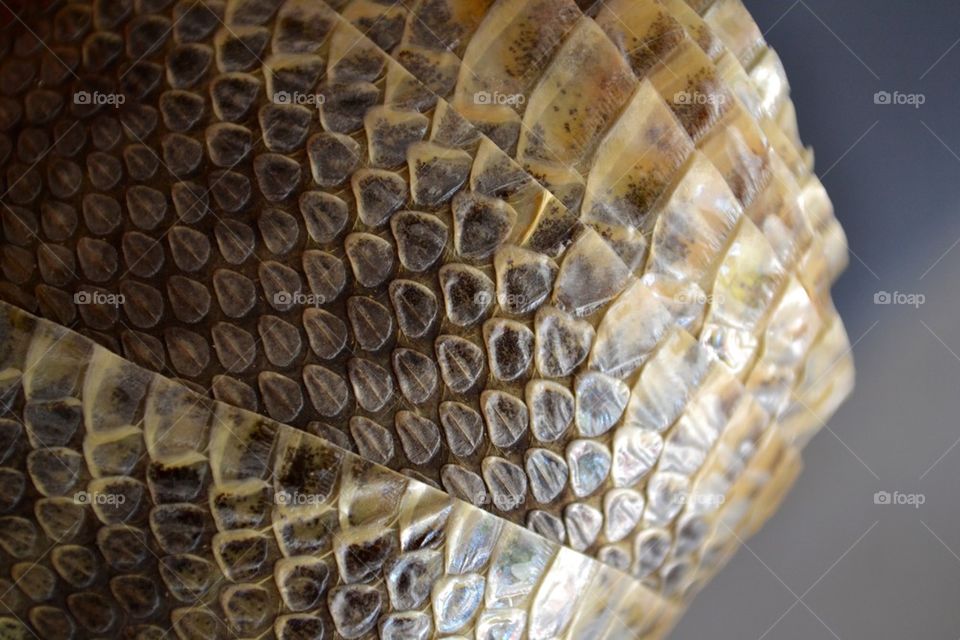 snake skin