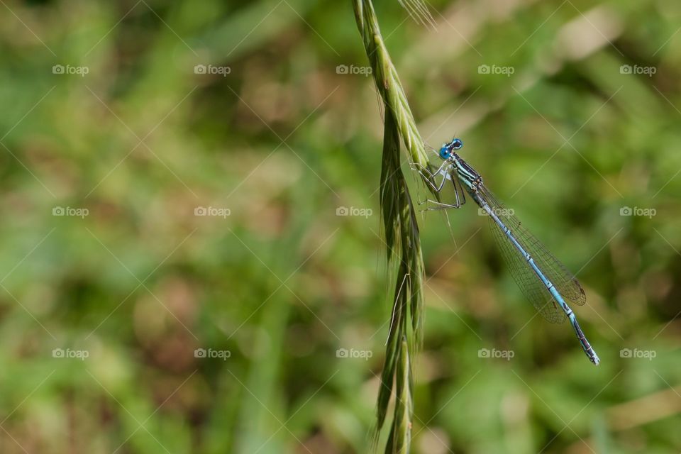 Damselfly