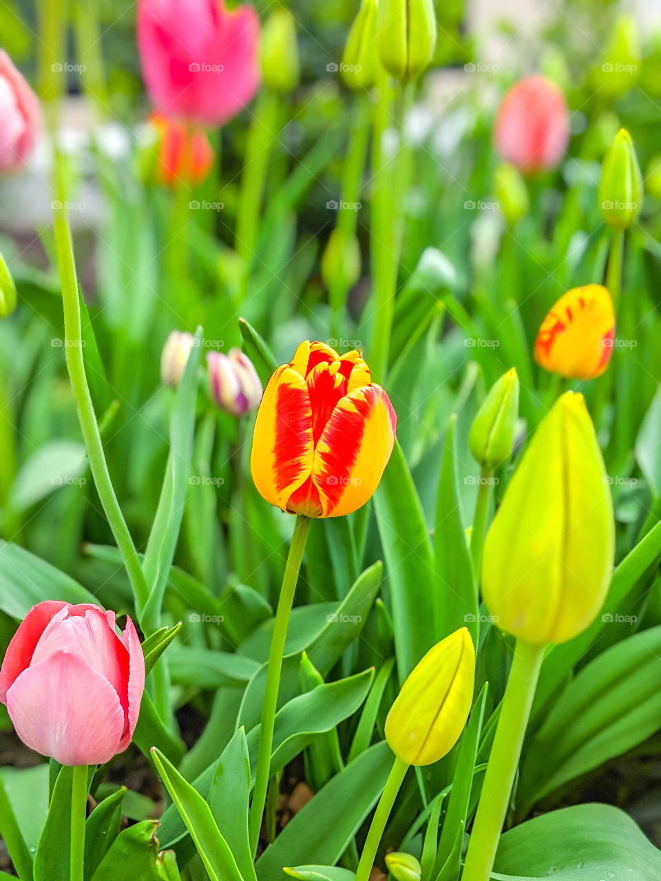 Vibrant and Colorful Tulips