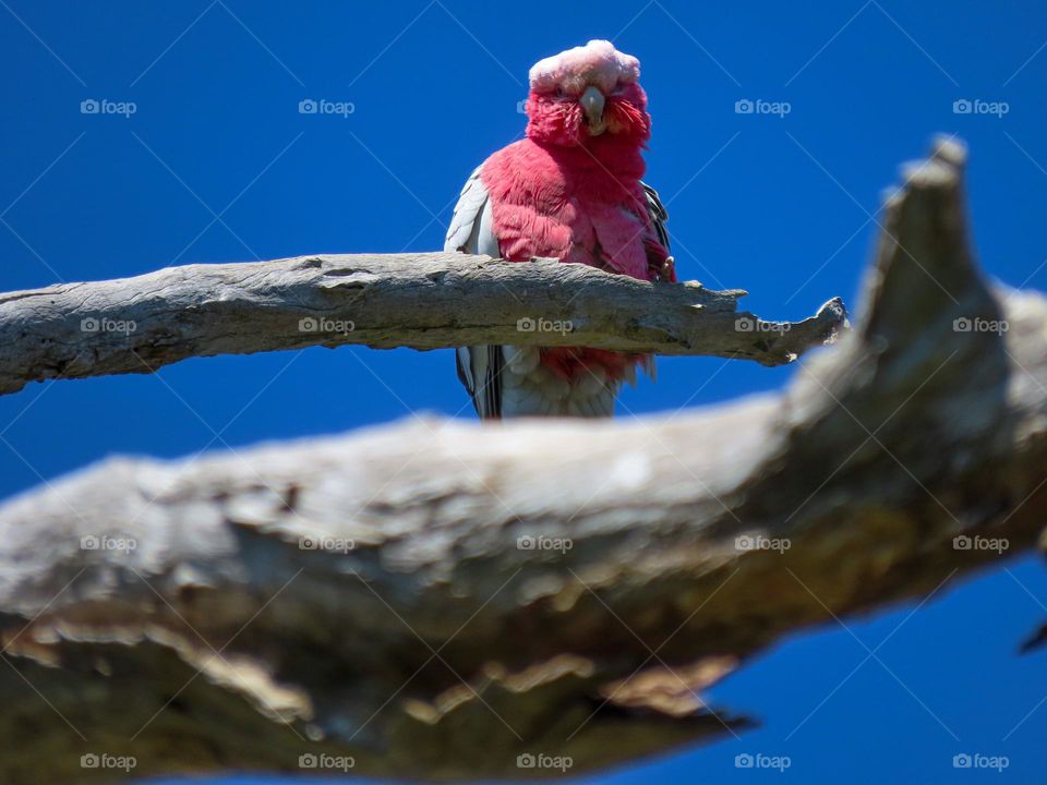 Bird looking downward