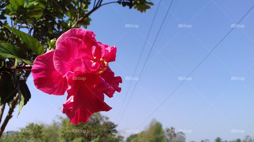 every time I like to capture some beautiful pic ,n its my Hobie 
like dis ....China Flower. 
i hope you will like it.
 n if u like it u should buy☺☺☺☺☺☺