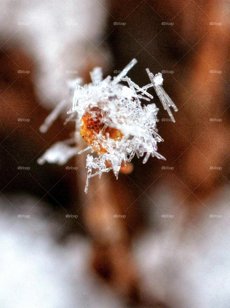 close-up of ice crystals and shards on to of an aweathers, spent plant.