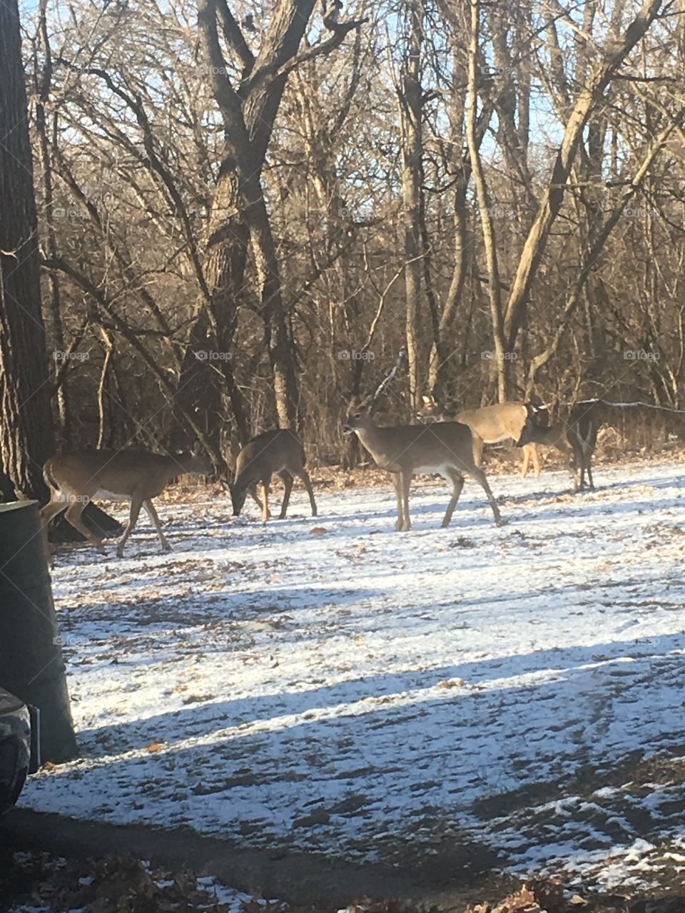 Deer winter