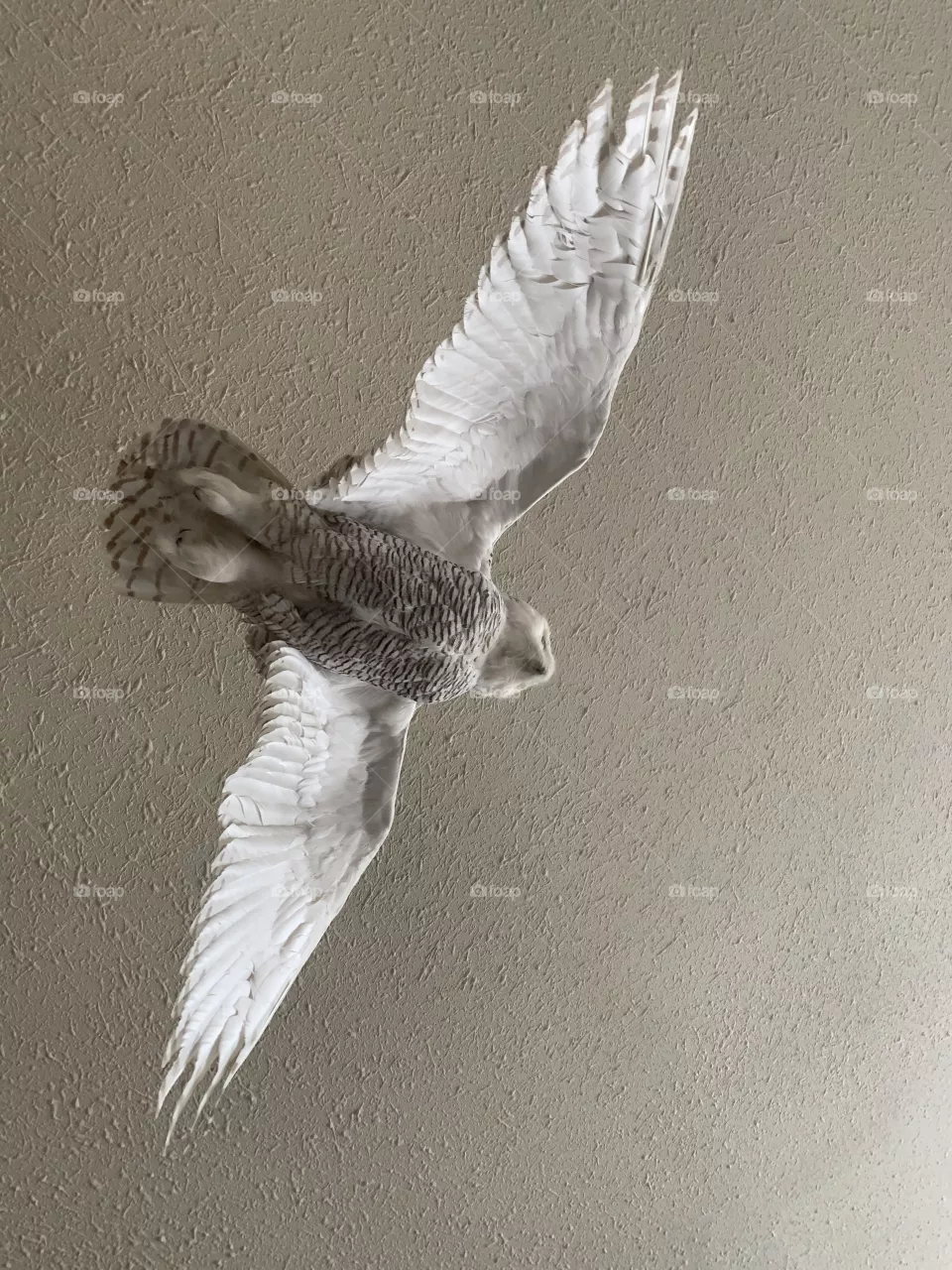 Stuffed snowy owl 