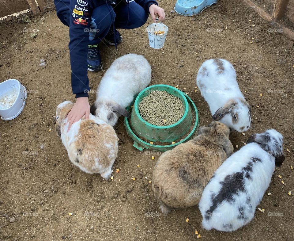 Five rabbits eating 