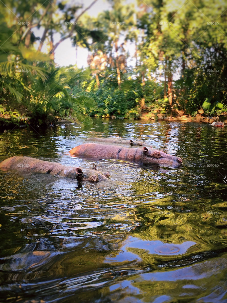 Hippos are resting in the jungle river