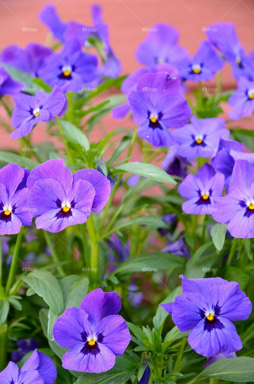 Violet. Flower