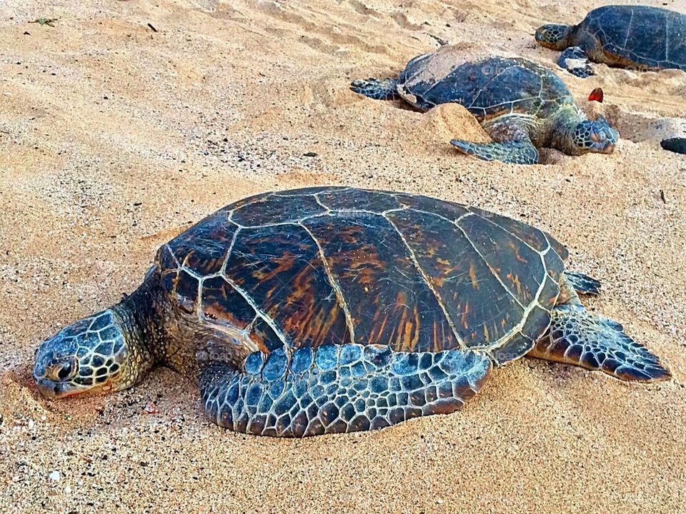 Hawaiian green sea turtles