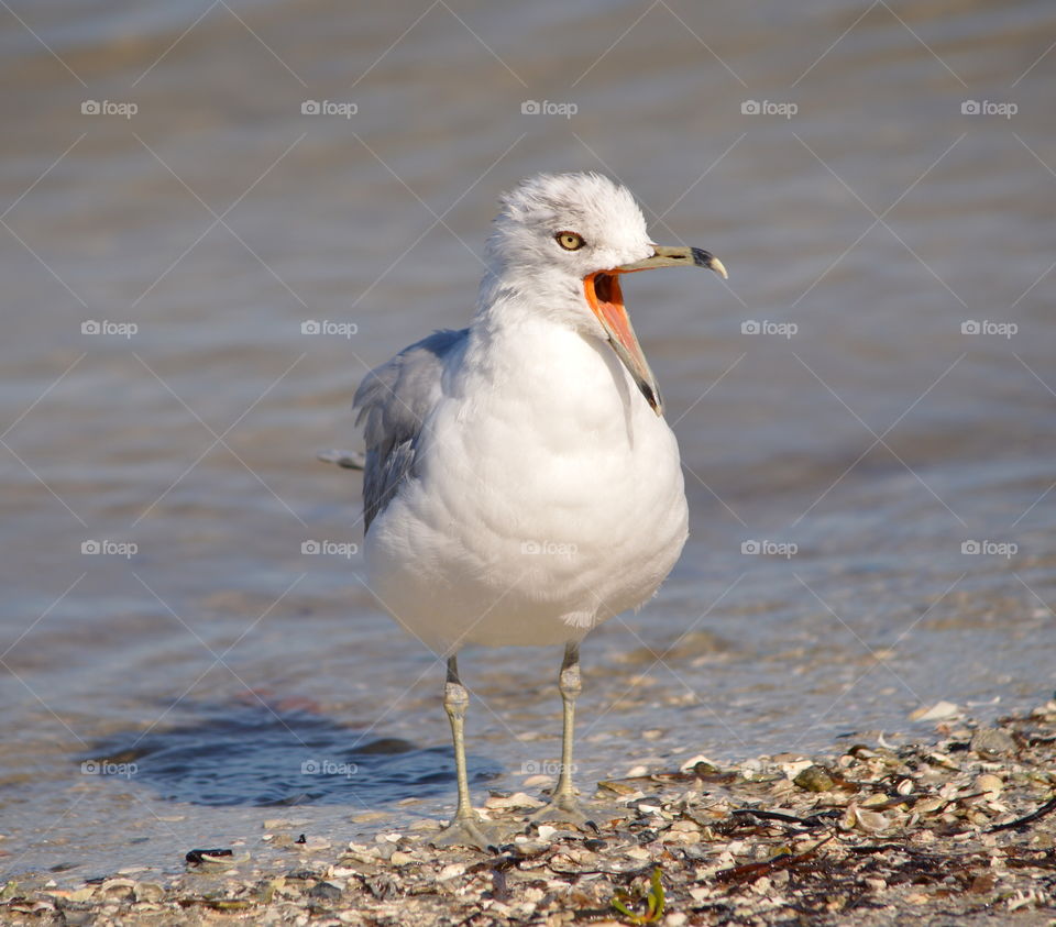 seagull singing