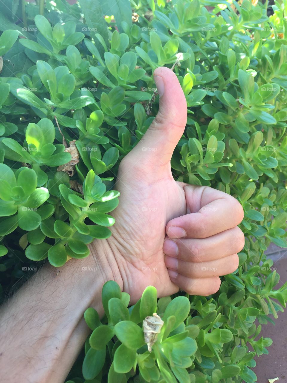 Full of green plants and thumbs up