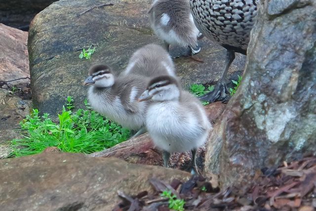 Duckling family