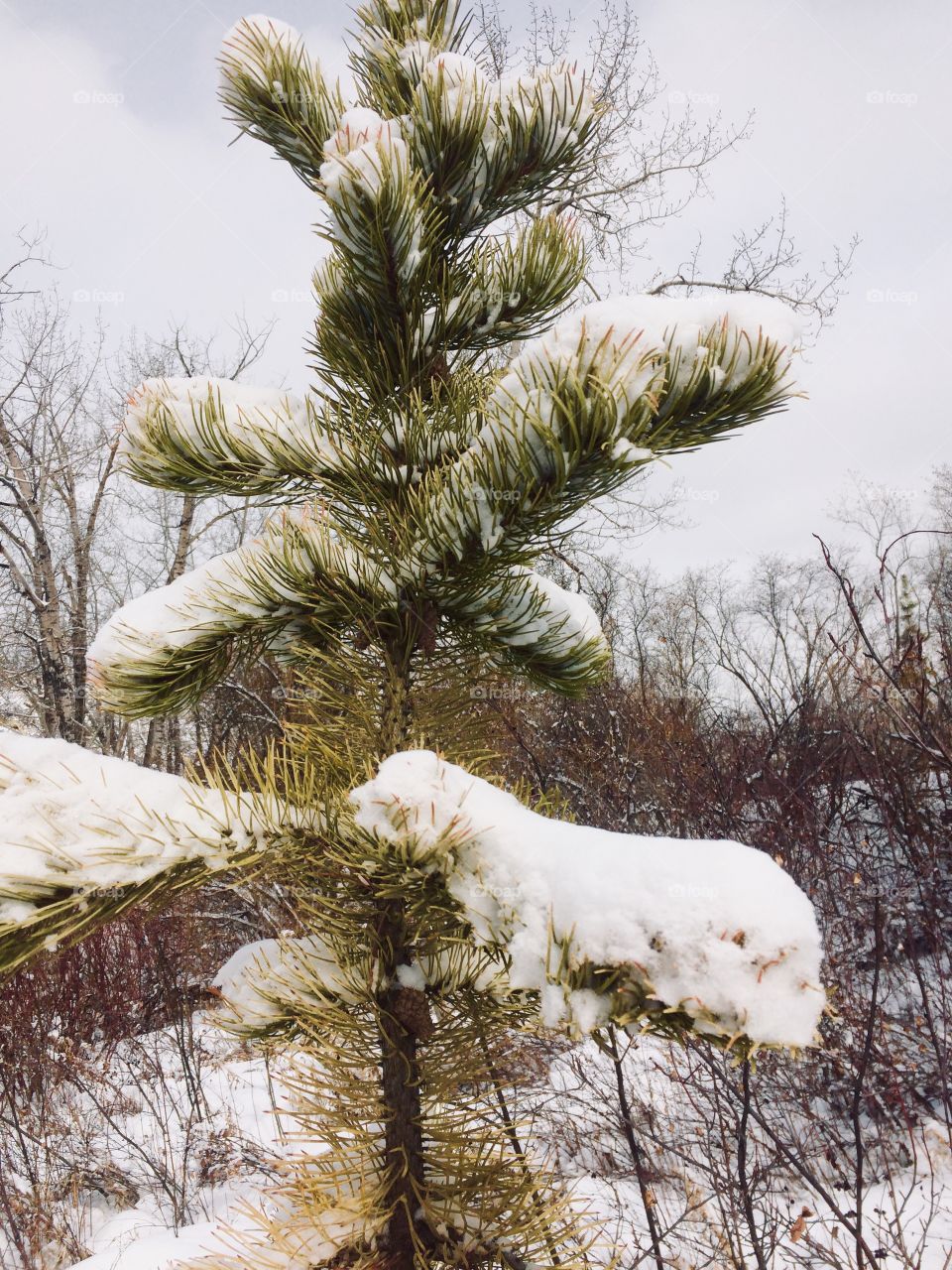 Evergreen Tree with Snow