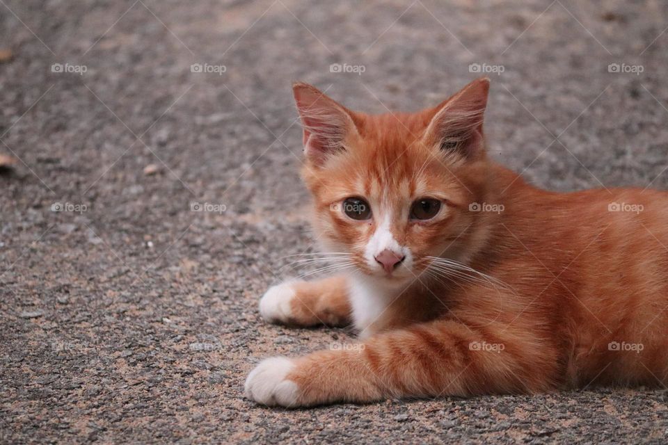 A cute yellow fluffy fur kitten is sitting on the ground 