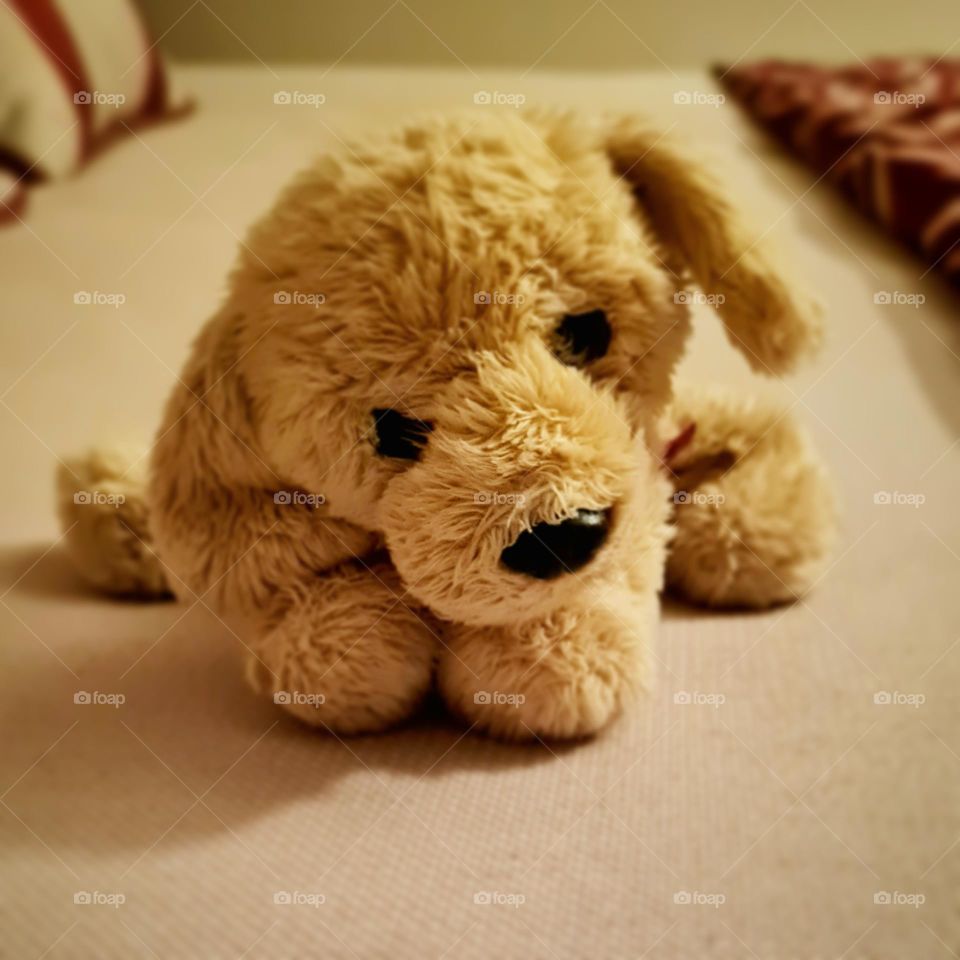 sweet plushie dog